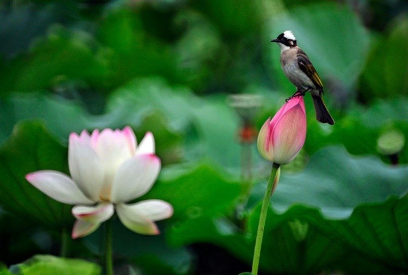Ngủ mơ thấy mình được nhiều người tặng hoa sen