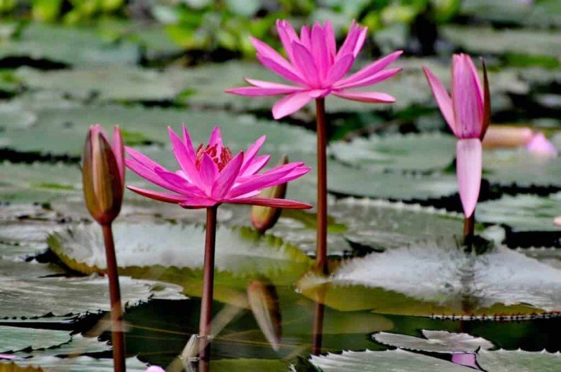 Giấc mơ người lạ đi hái hoa súng